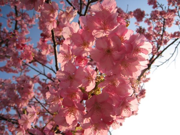 陽に照らされる見頃の河津桜
