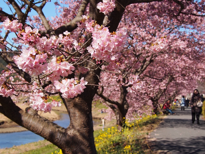 河津桜の桜並木と菜の花