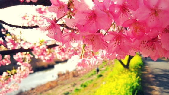 見頃の河津桜と菜の花