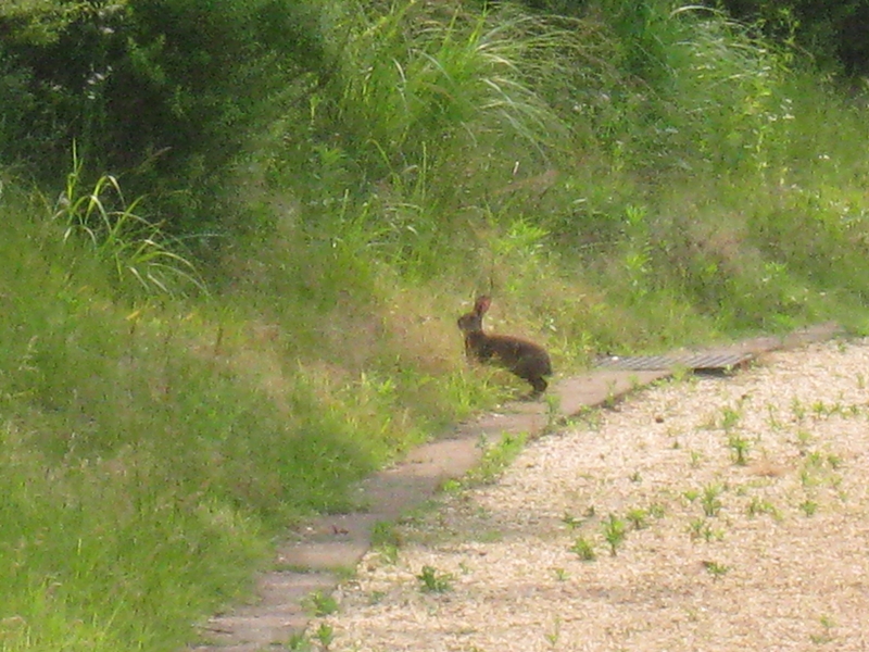 バガテル公園の茂みに入ろうとしている野ウサギ