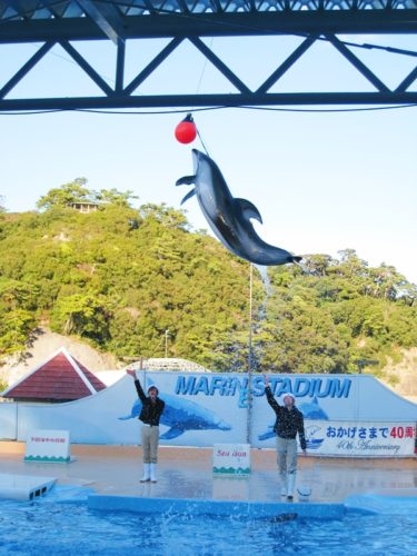下田海中水族館のイルカとトレーナー