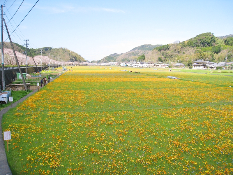 松崎町の花畑