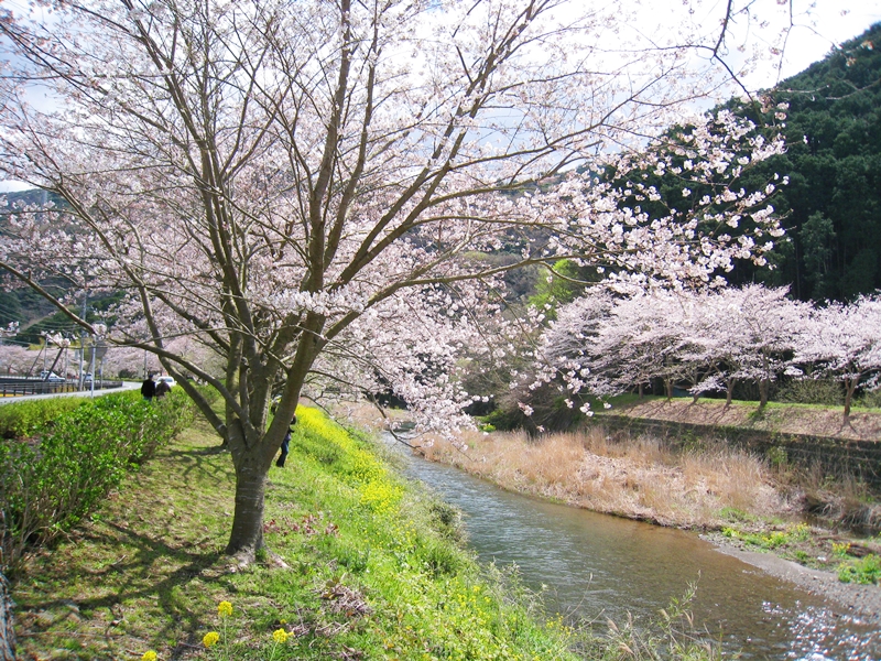 桜並木と菜の花また川が流れている