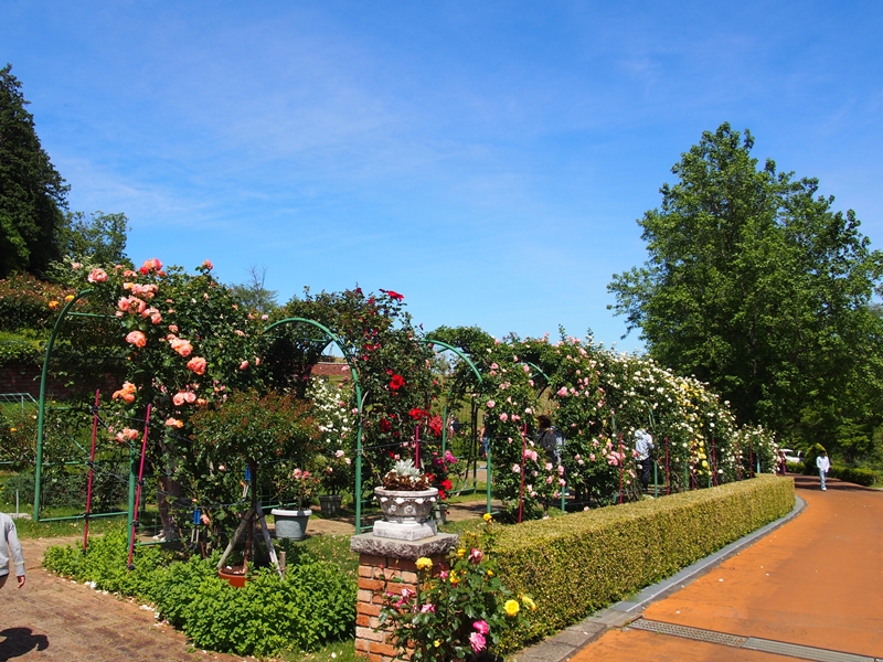 青空とバラがゲート型に植えられている虹の郷のバラ園