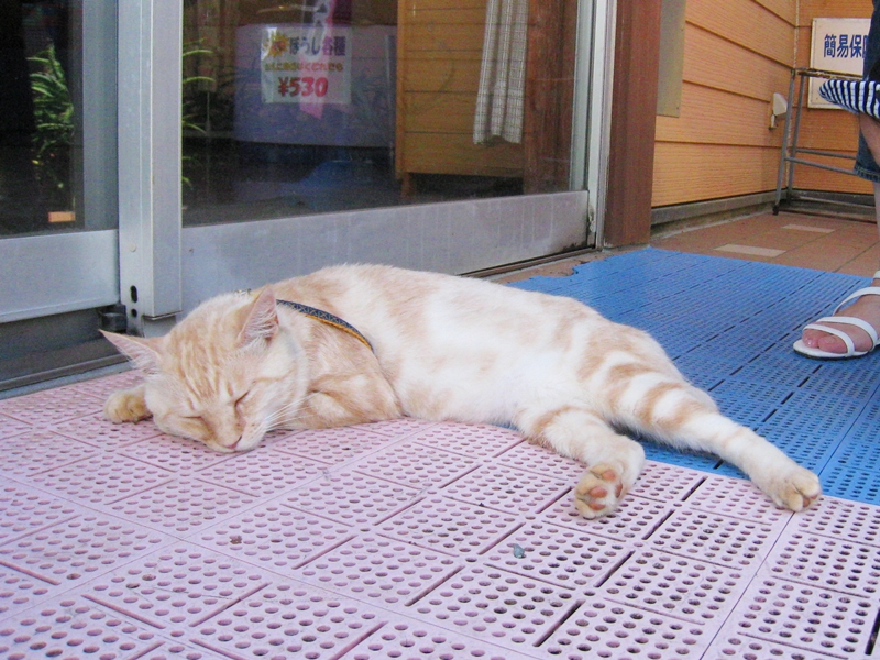 寝そべる茶トラの猫
