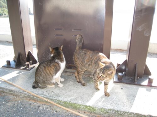 弓ヶ浜駐車場と宿泊施設猫がいる
